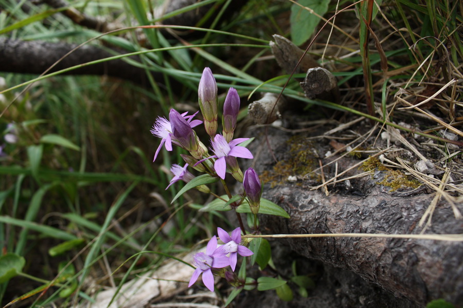 Krivánska Malá Fatra - 1 deň (Malá Fatra)