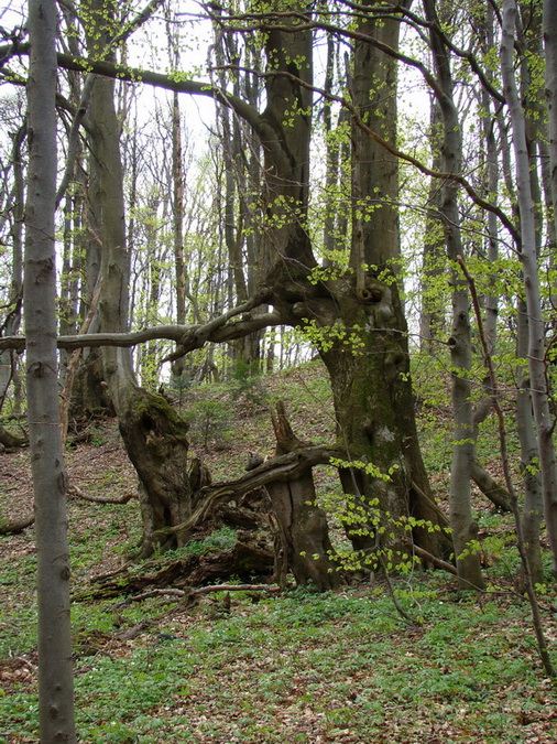 Hrebeňovka Polonín - 1 deň (Bukovské vrchy)