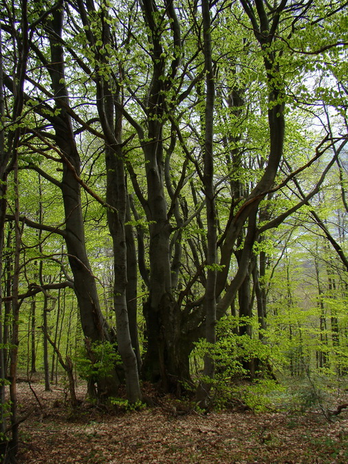 Hrebeňovka Polonín - 1 deň (Bukovské vrchy)