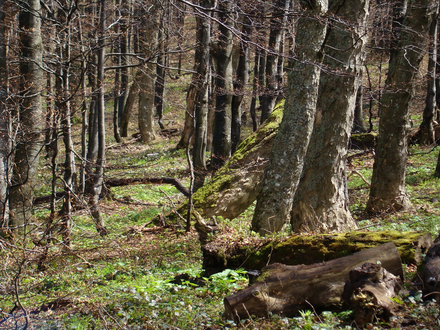 Hrebeňovka Polonín - 2 deň (Bukovské vrchy)