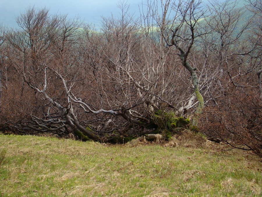 Hrebeňovka Polonín - 2 deň (Bukovské vrchy)