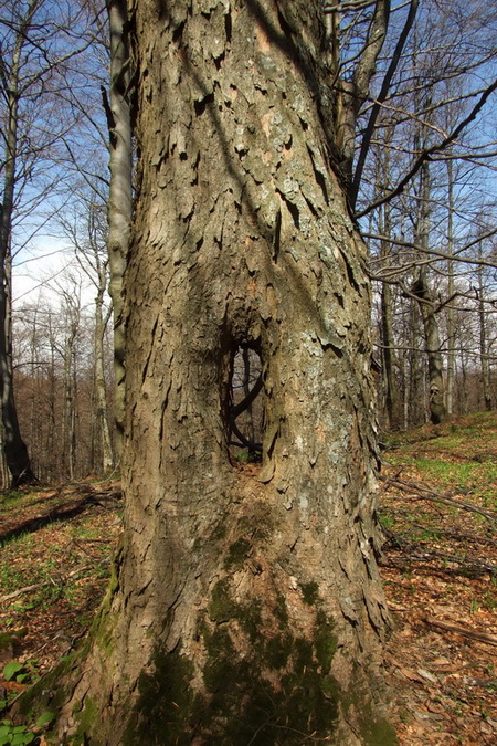 Hrebeňovka Polonín - 2 deň (Bukovské vrchy)