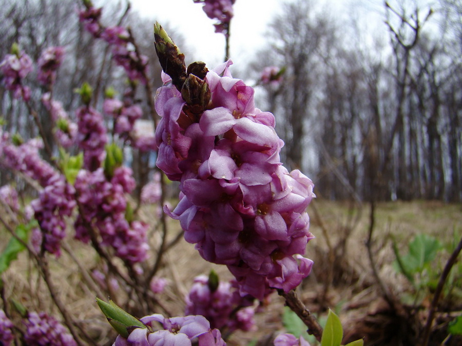 Hrebeňovka Polonín - 3 deň (Bukovské vrchy)