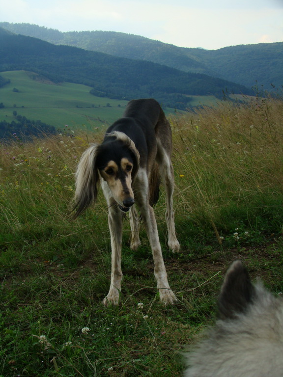 Kloptaň z Mníška nad Hnilcom (Volovské vrchy)