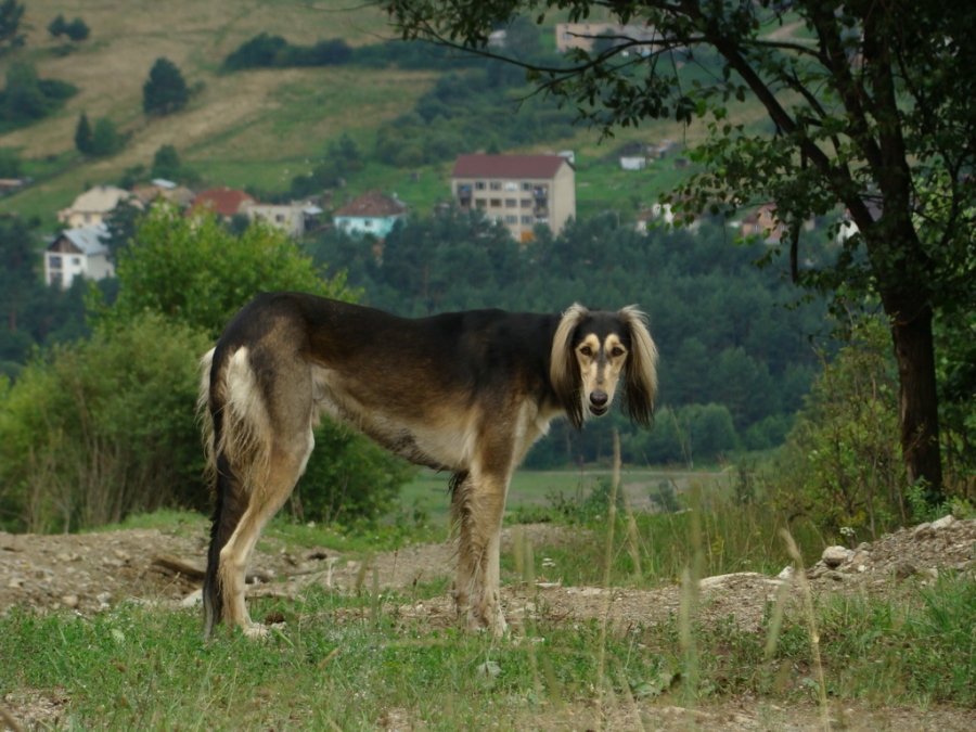 Kloptaň z Mníška nad Hnilcom (Volovské vrchy)