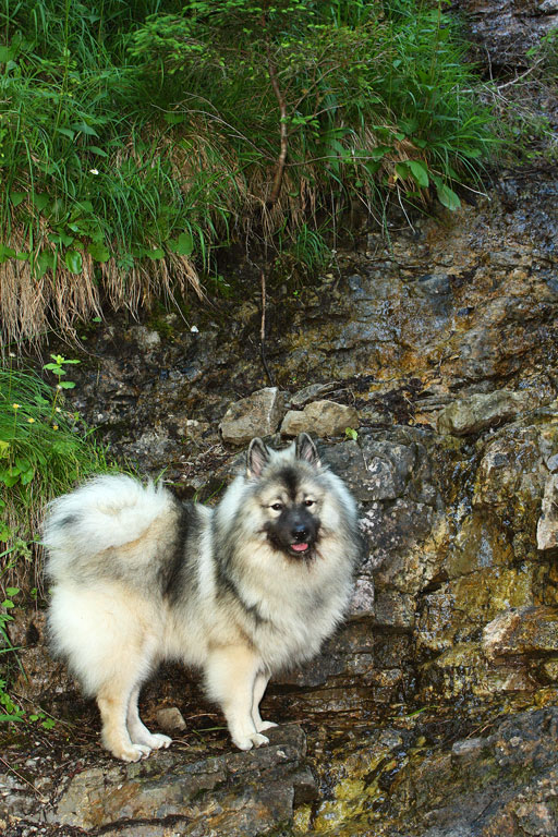 Kopské sedlo (Belianske Tatry)