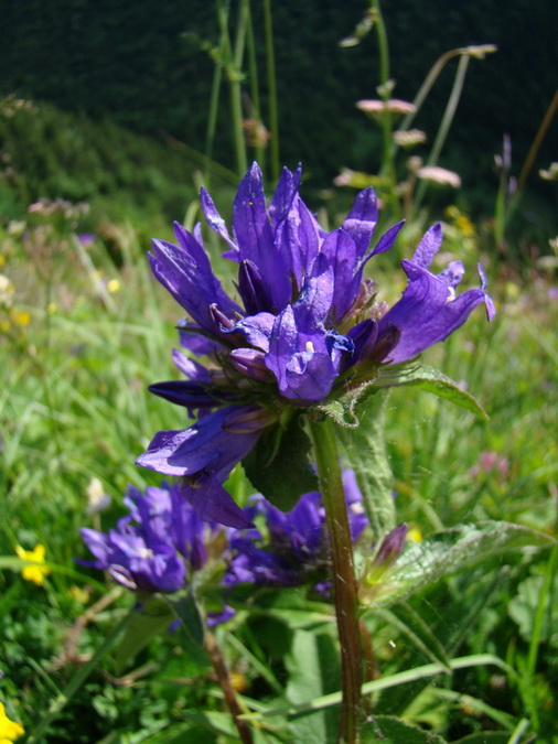 Kopské sedlo (Belianske Tatry)