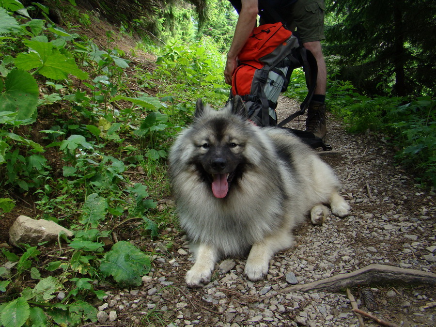 Kopské sedlo (Belianske Tatry)