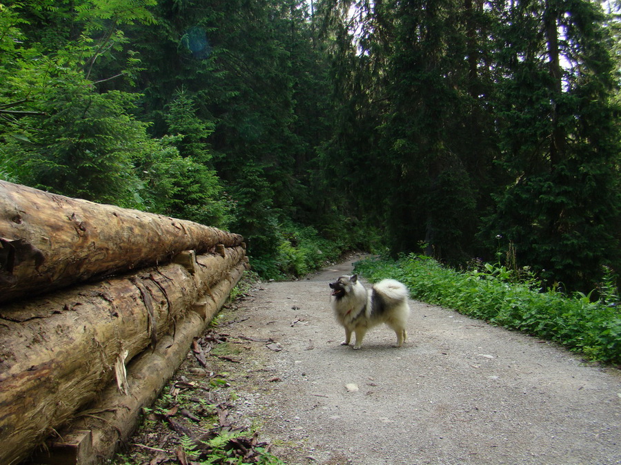 Kopské sedlo (Belianske Tatry)