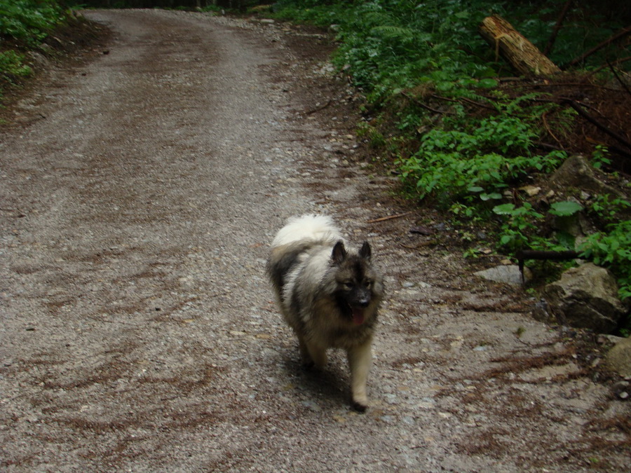 Kopské sedlo (Belianske Tatry)