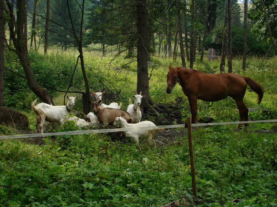 Kopské sedlo (Belianske Tatry)