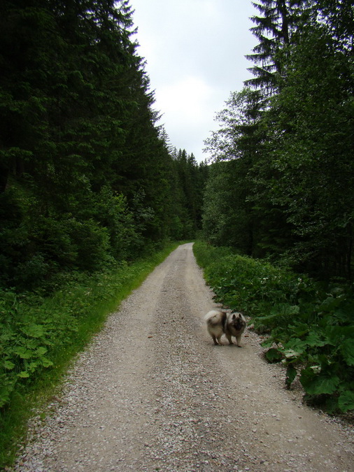 Kráľova hoľa z Vernára (Nízke Tatry)