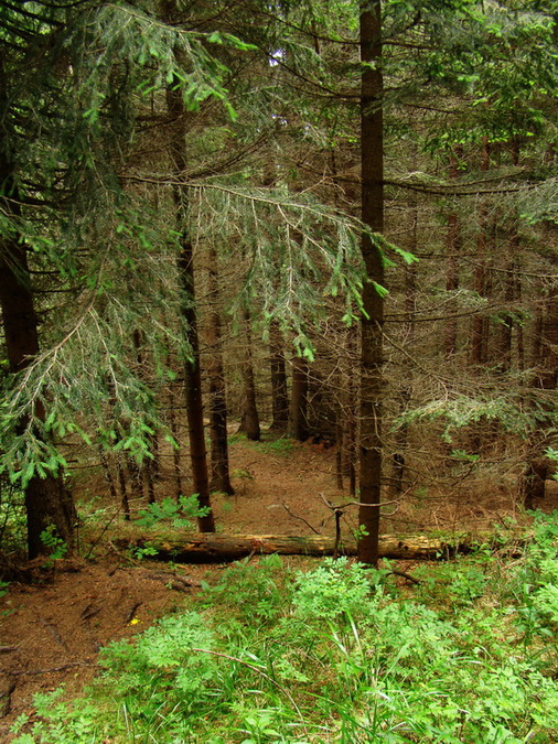 Kráľova hoľa z Vernára (Nízke Tatry)