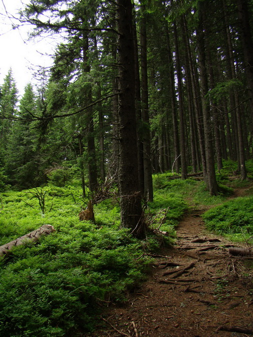 Kráľova hoľa z Vernára (Nízke Tatry)