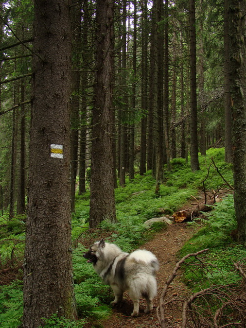 Kráľova hoľa z Vernára (Nízke Tatry)