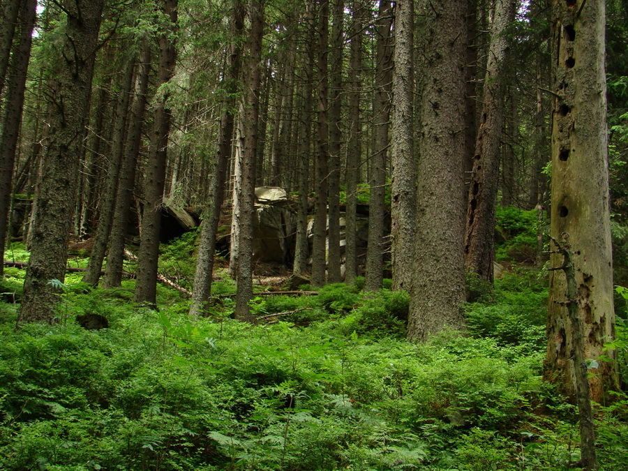 Kráľova hoľa z Vernára (Nízke Tatry)