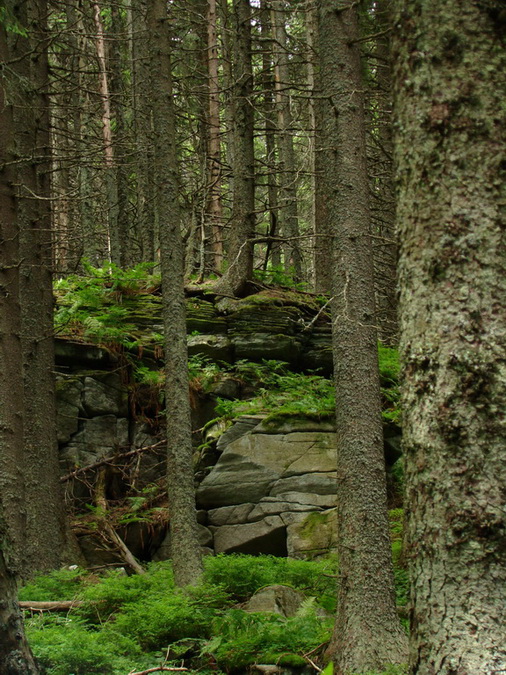 Kráľova hoľa z Vernára (Nízke Tatry)