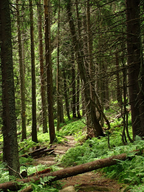 Kráľova hoľa z Vernára (Nízke Tatry)