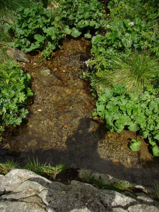 Kráľova hoľa z Vernára (Nízke Tatry)