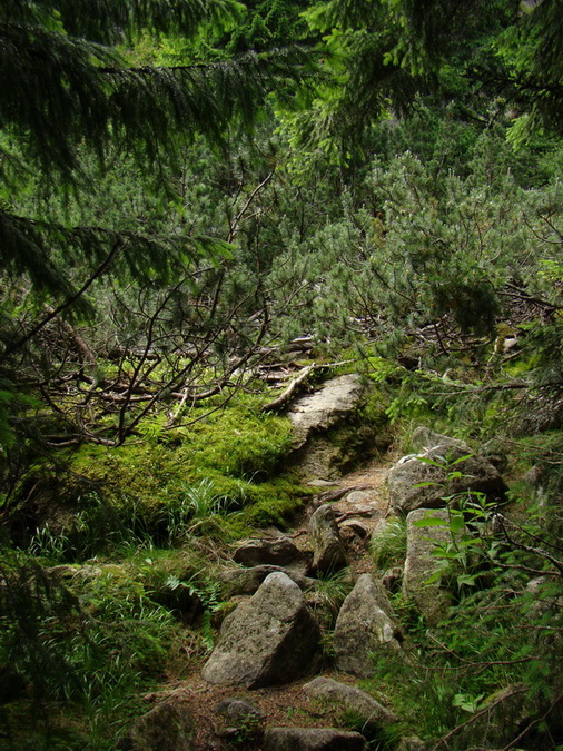 Kráľova hoľa z Vernára (Nízke Tatry)