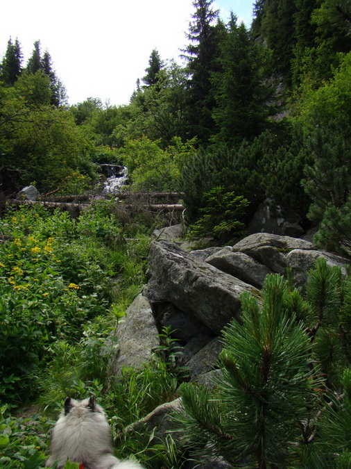 Kráľova hoľa z Vernára (Nízke Tatry)