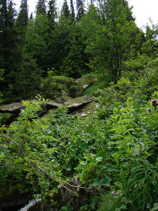 Kráľova hoľa z Vernára (Nízke Tatry)