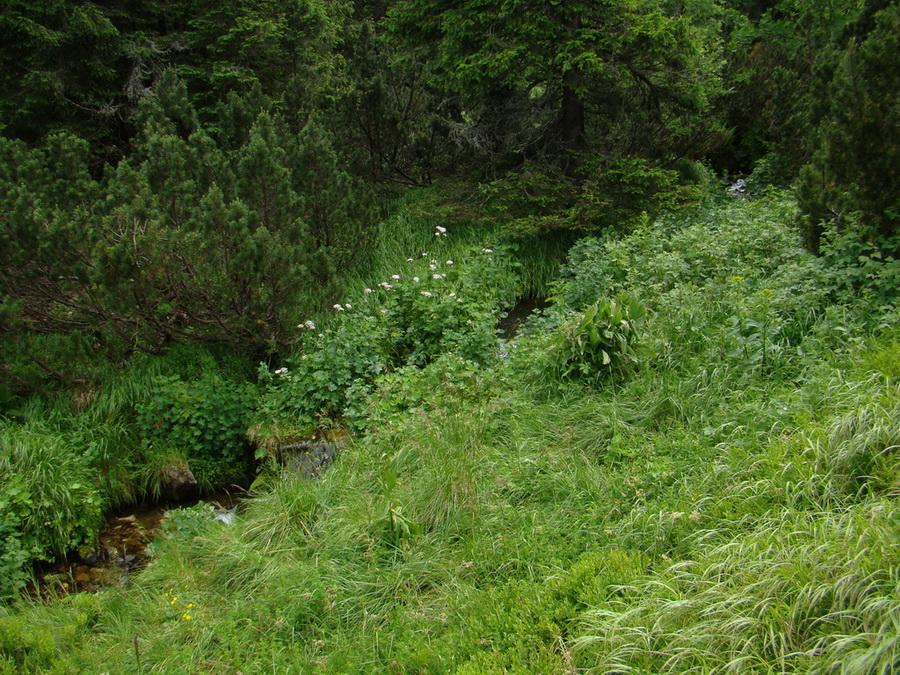 Kráľova hoľa z Vernára (Nízke Tatry)