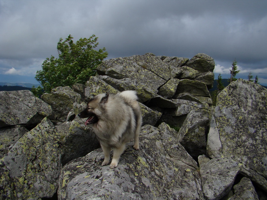 Kráľova hoľa z Vernára (Nízke Tatry)