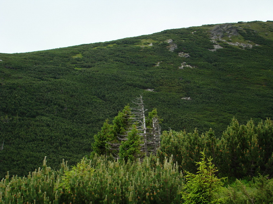 Kráľova hoľa z Vernára (Nízke Tatry)