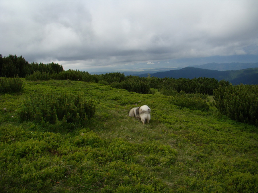 Kráľova hoľa z Vernára (Nízke Tatry)