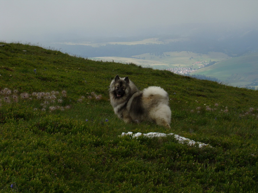 Kráľova hoľa z Vernára (Nízke Tatry)