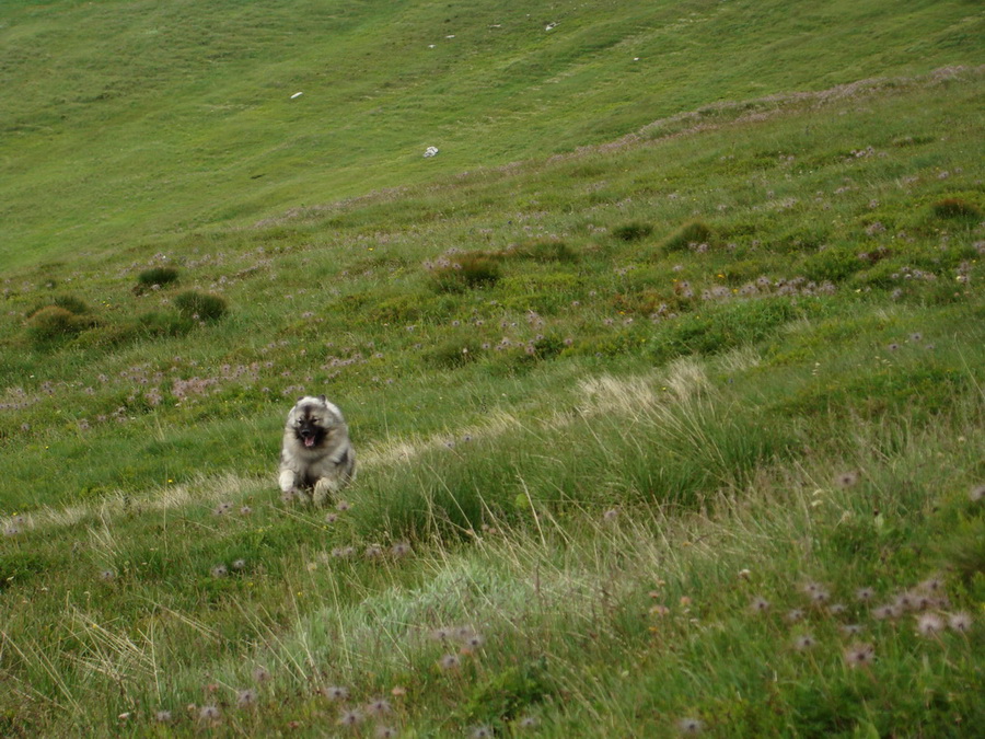 Kráľova hoľa z Vernára (Nízke Tatry)