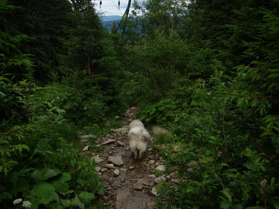 Kráľova hoľa z Vernára (Nízke Tatry)