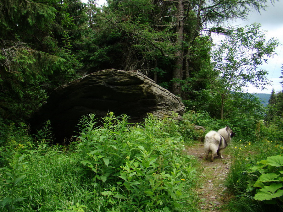 Kráľova hoľa z Vernára (Nízke Tatry)