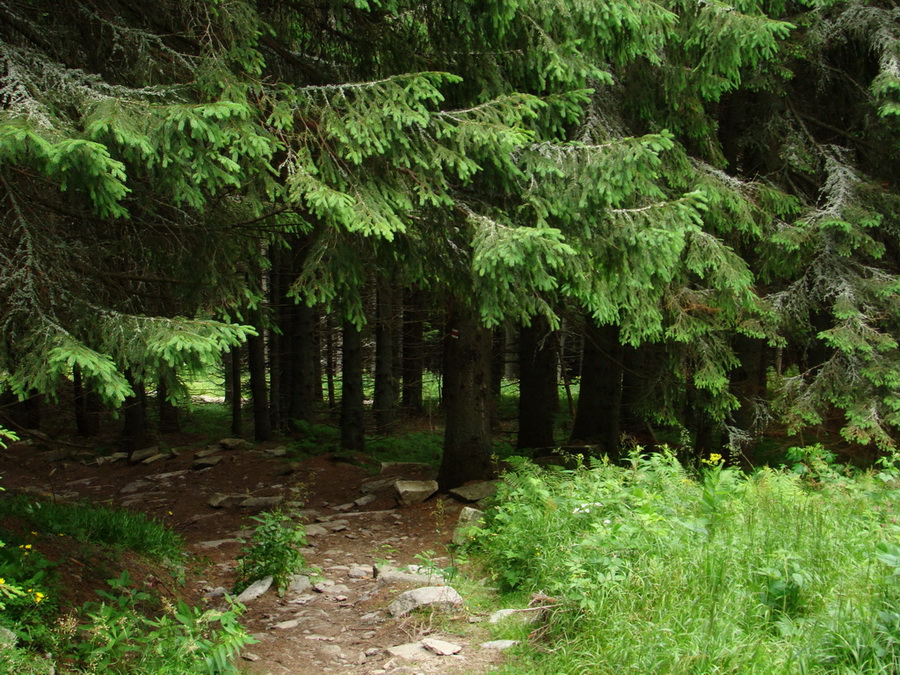 Kráľova hoľa z Vernára (Nízke Tatry)