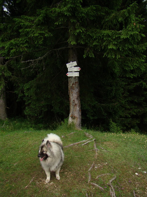 Kráľova hoľa z Vernára (Nízke Tatry)