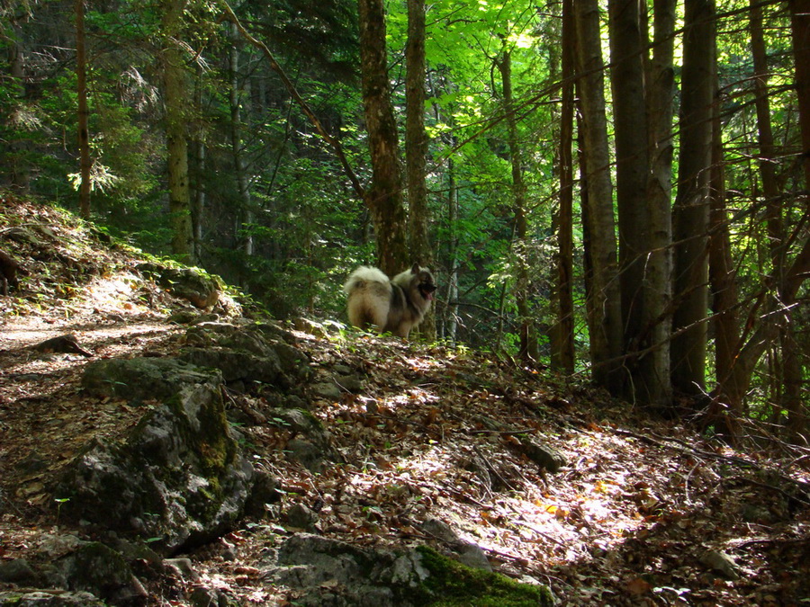 Ohnište zo Svidovského sedla (Nízke Tatry)