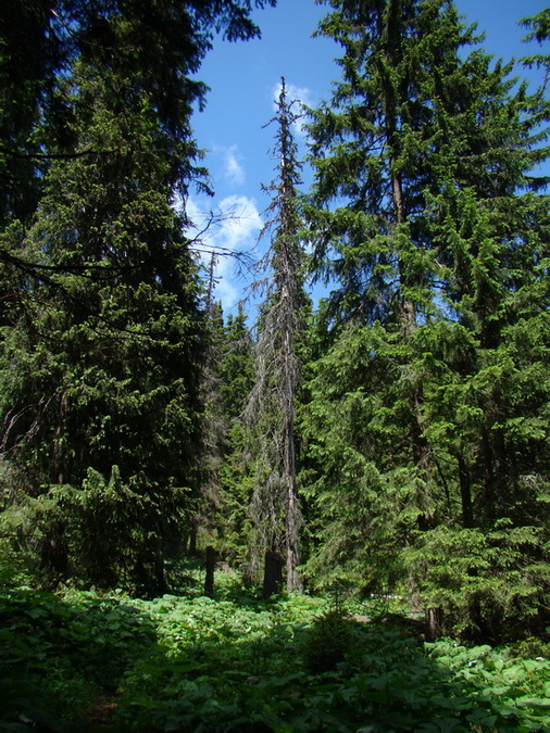 Ohnište zo Svidovského sedla (Nízke Tatry)