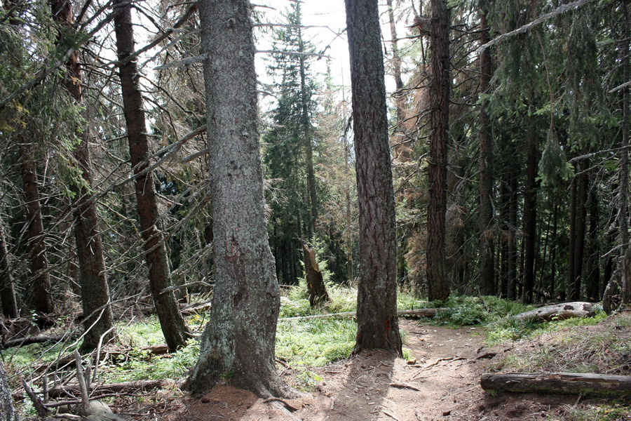 Otrhance - Jakubina, Vyšná Magura, Ostredok, Nižná Magura, Ostredok (Západné Tatry)