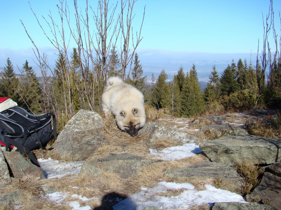 Pálenica (Volovské vrchy)