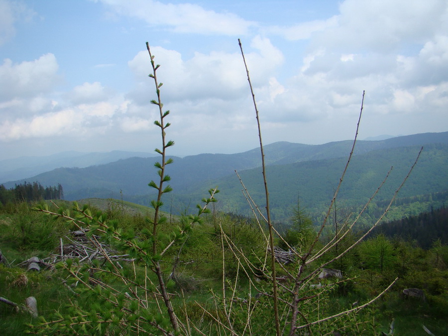 Pipitka (Volovské vrchy)