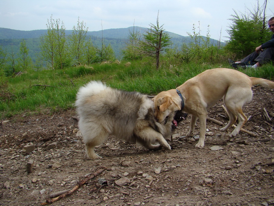 Pipitka (Volovské vrchy)