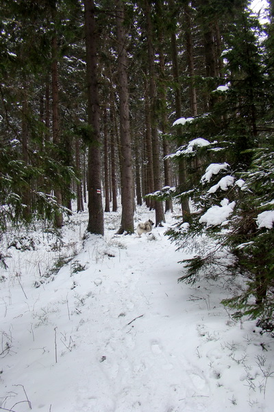 Pod prameňom Zubrovice (Nízke Tatry)