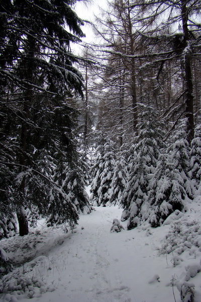 Pod prameňom Zubrovice (Nízke Tatry)