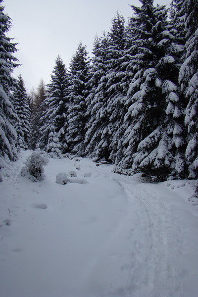 Pod prameňom Zubrovice (Nízke Tatry)