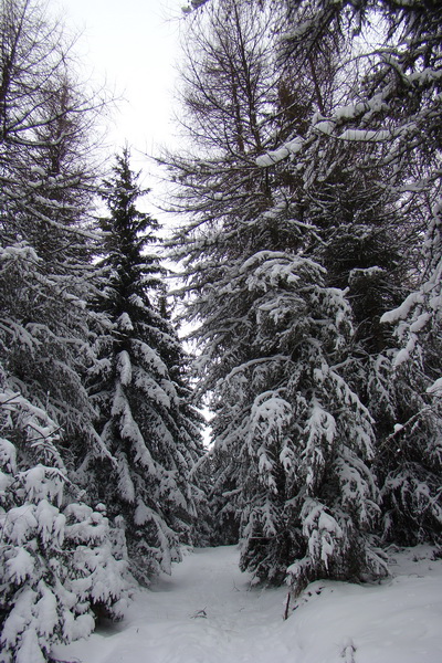 Pod prameňom Zubrovice (Nízke Tatry)