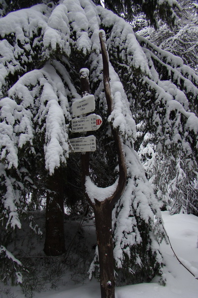 Pod prameňom Zubrovice (Nízke Tatry)