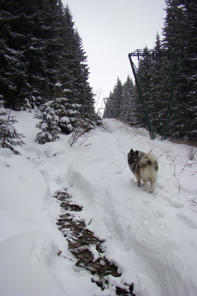 Pod prameňom Zubrovice (Nízke Tatry)