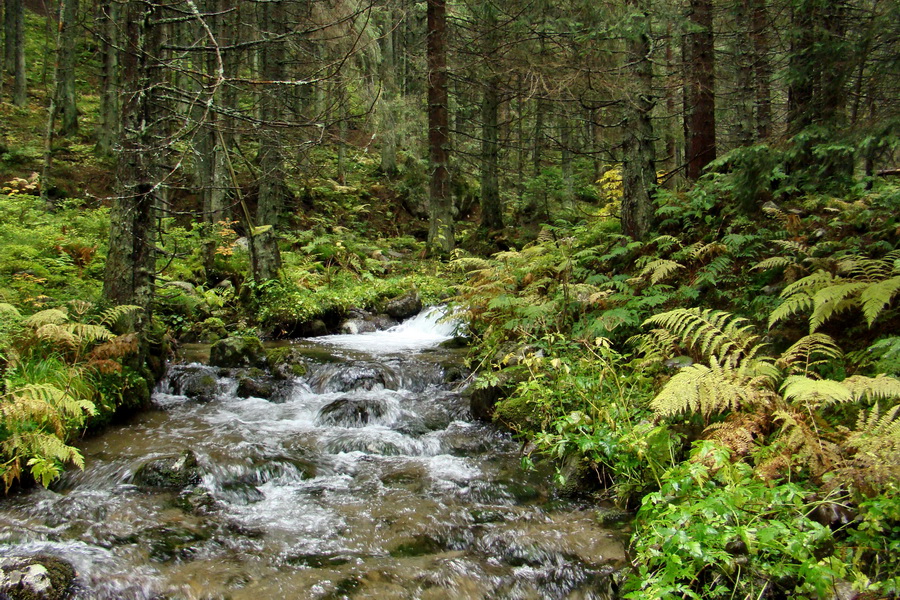 Poľana z Jasnej pod Chopkom (Nízke Tatry)