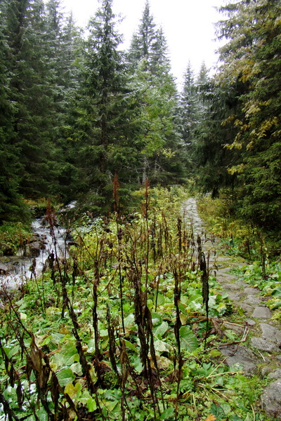 Poľana z Jasnej pod Chopkom (Nízke Tatry)